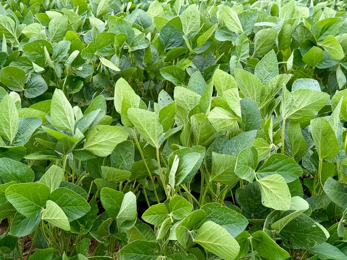 Plantas de soja, ilustrando o manejo da lavoura