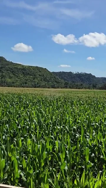 Monitoramento da lavoura